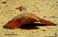 Roadside Hawk